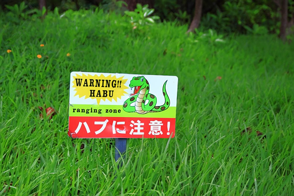 【副業】奄美諸島では「ハブ」を買い取ってもらって暮らせるって本当?