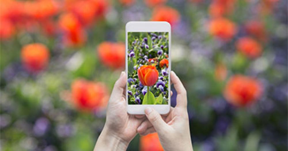 スマホのカメラで花を撮るだけで名前を教えてくれるアプリが欲しい Otona Life オトナライフ Otona Life オトナライフ