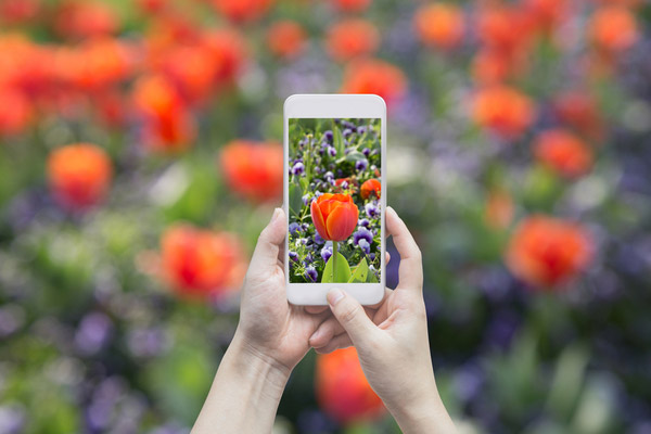 スマホのカメラで花を撮るだけで花の名前を教えてくれるアプリが欲しい！
