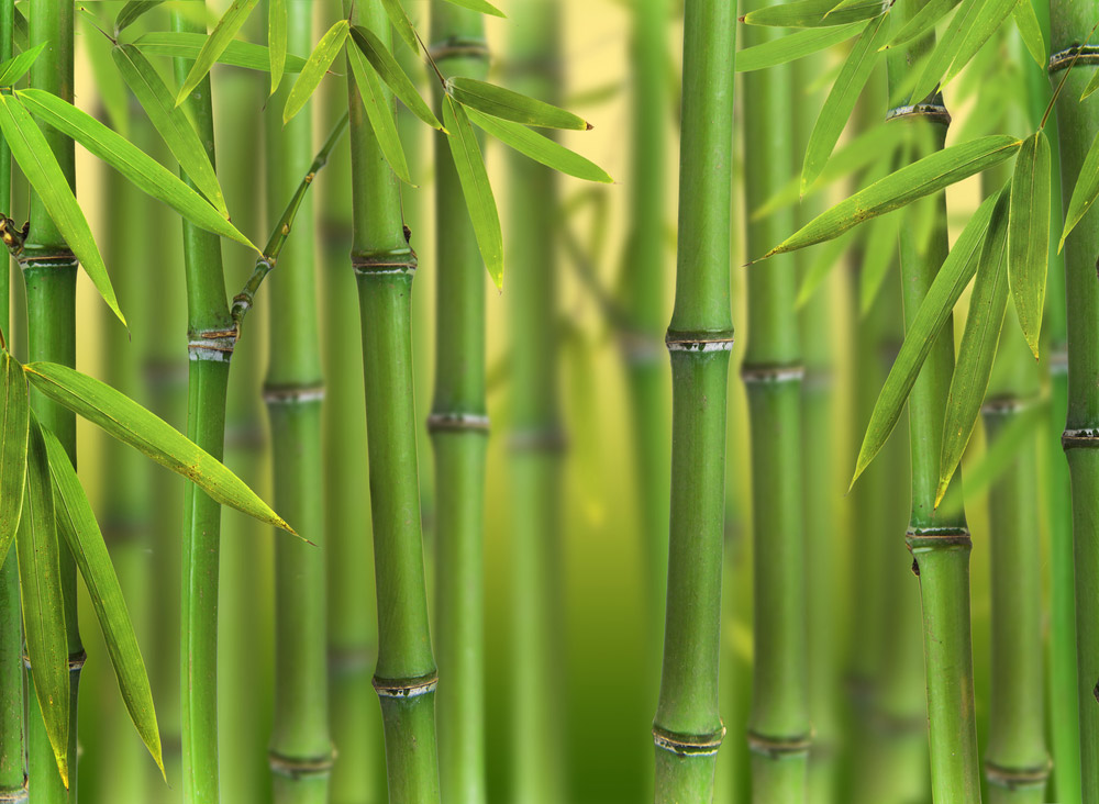笑い表現の進化が止まらない。「草」がついに「竹」になった？