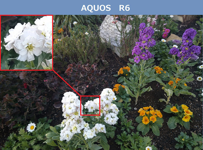 AQUOS R6で撮った「花」のiPhone 13 Pro Maxとの比較写真