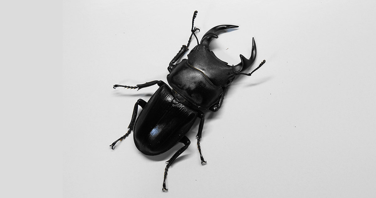 2011 外国切手 国連 絶滅危惧種動物 田型4連刷 3組 未使用 2011 外国切手 国連 絶滅危惧種動物 田型4連刷 3組 未