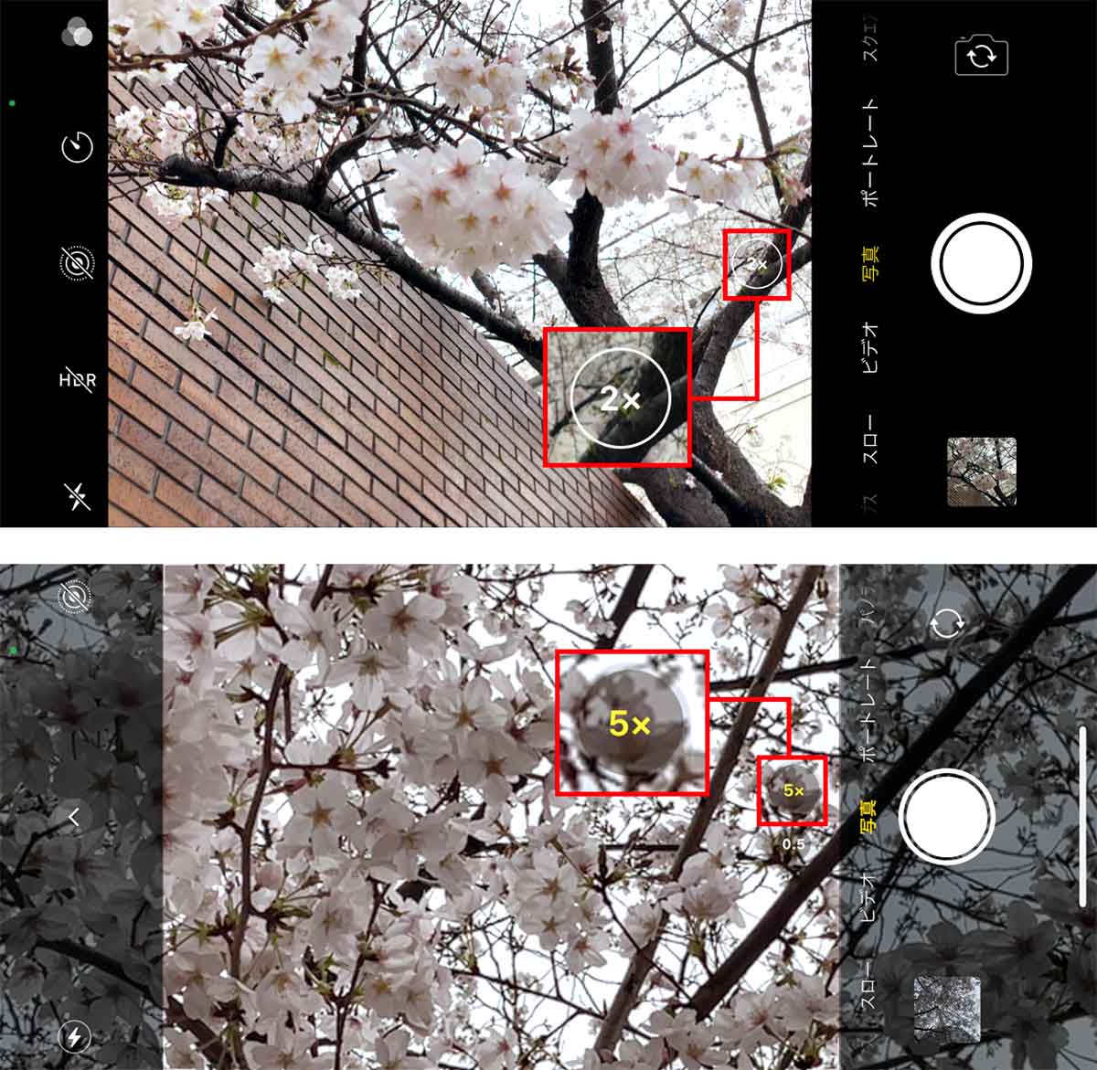 【3】ズームで桜の花に寄れば余計なものも映らない1