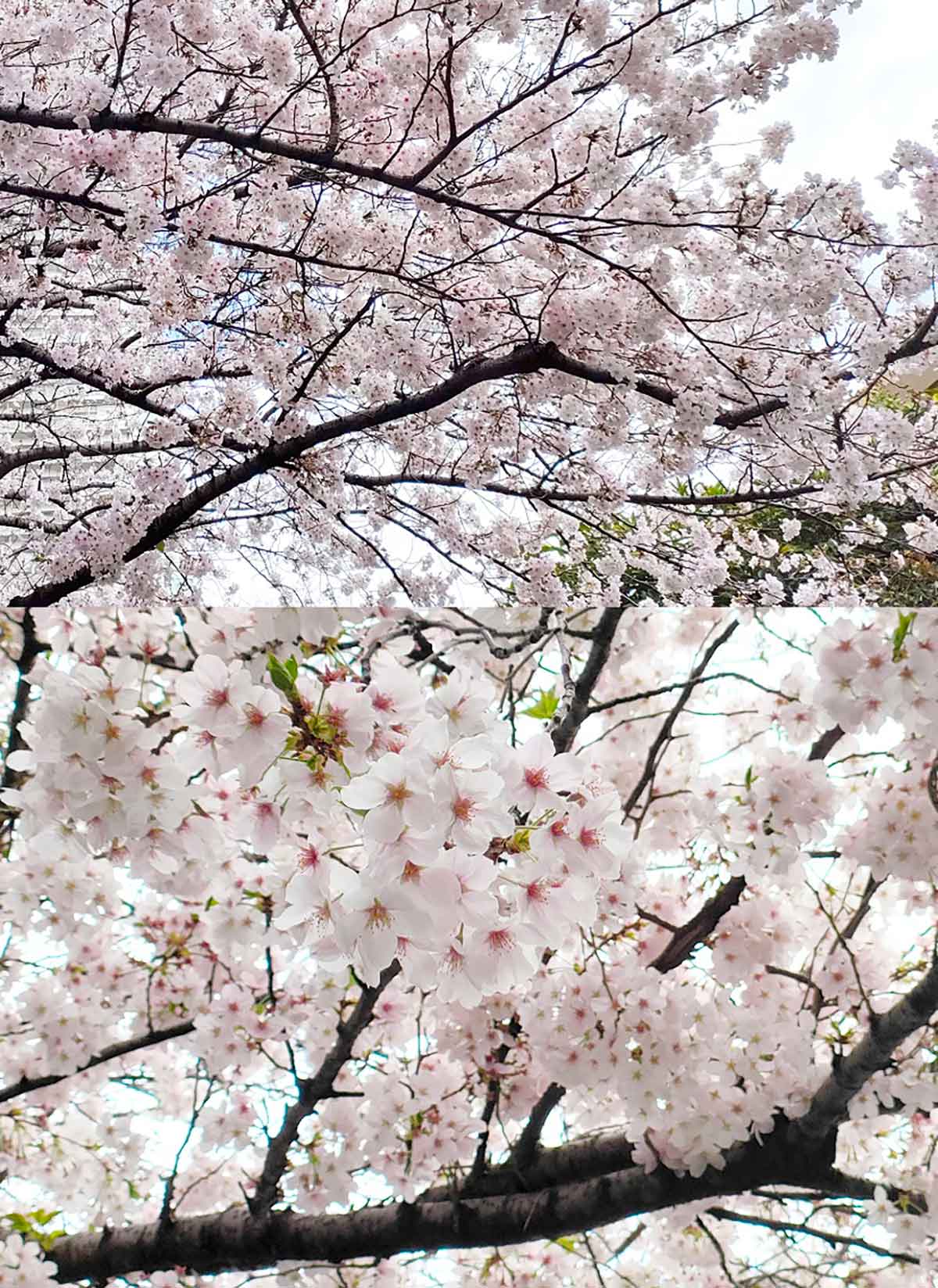 【3】ズームで桜の花に寄れば余計なものも映らない2