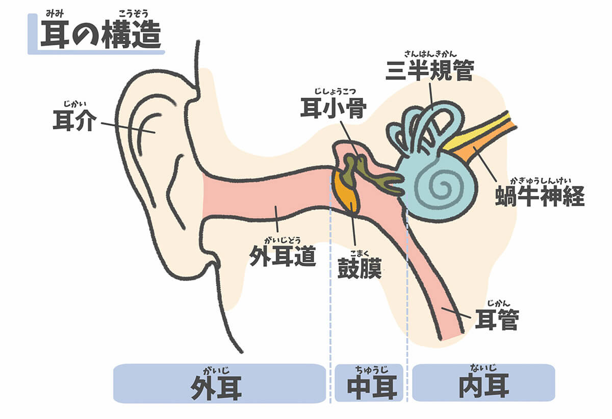 耳の構造と各部位の名称