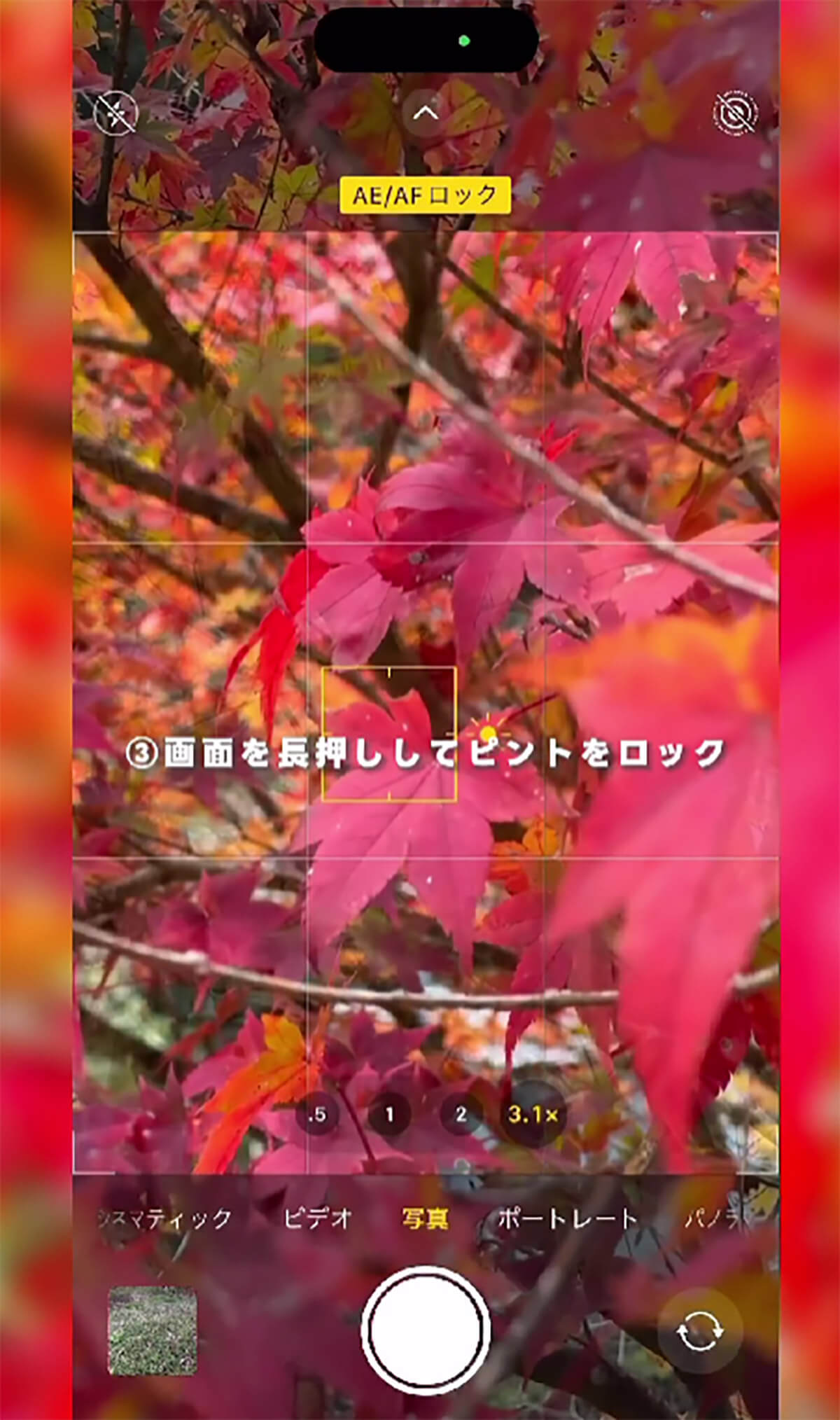  iPhoneのカメラで紅葉を綺麗に撮影する方法3