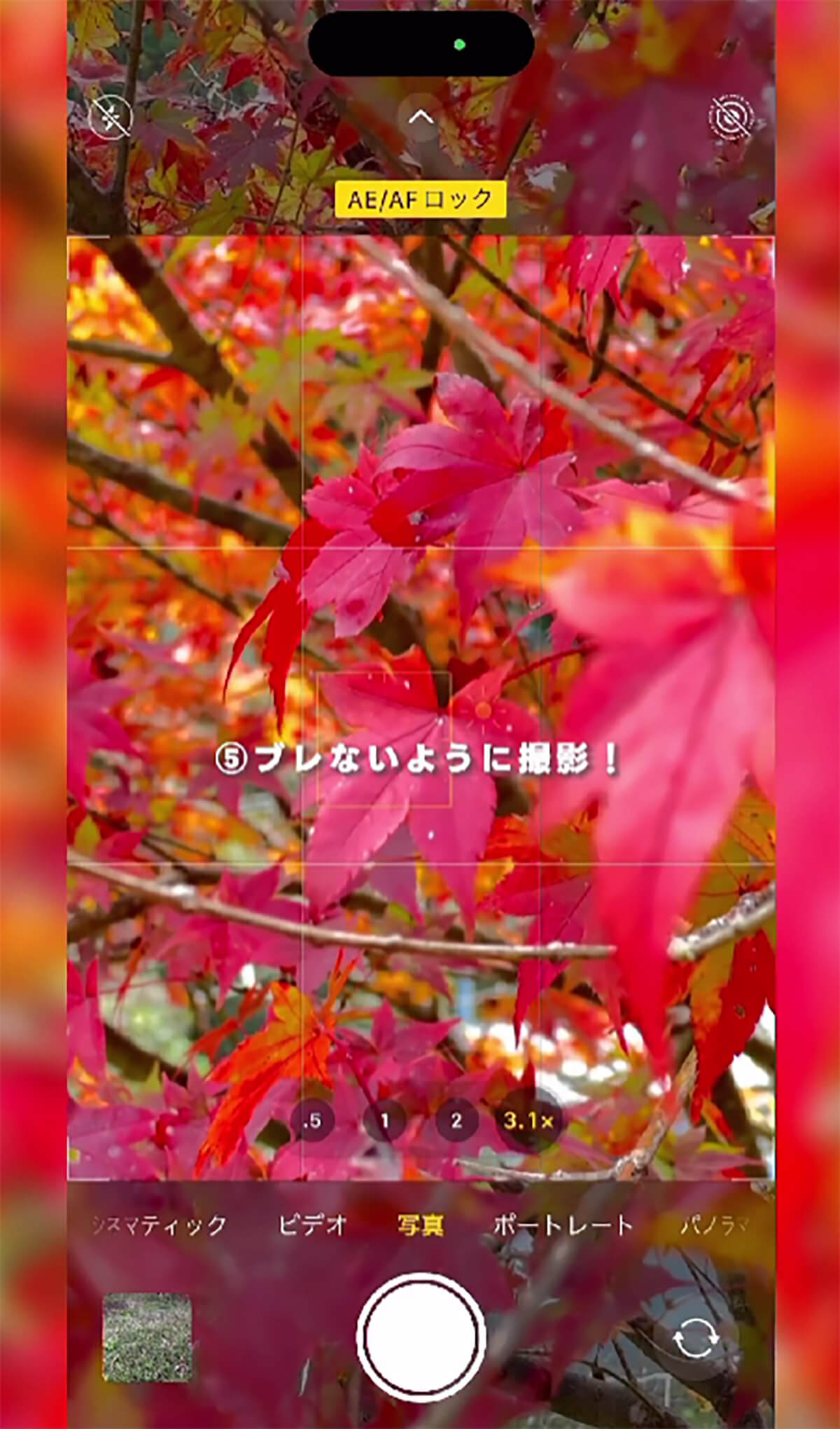  iPhoneのカメラで紅葉を綺麗に撮影する方法5