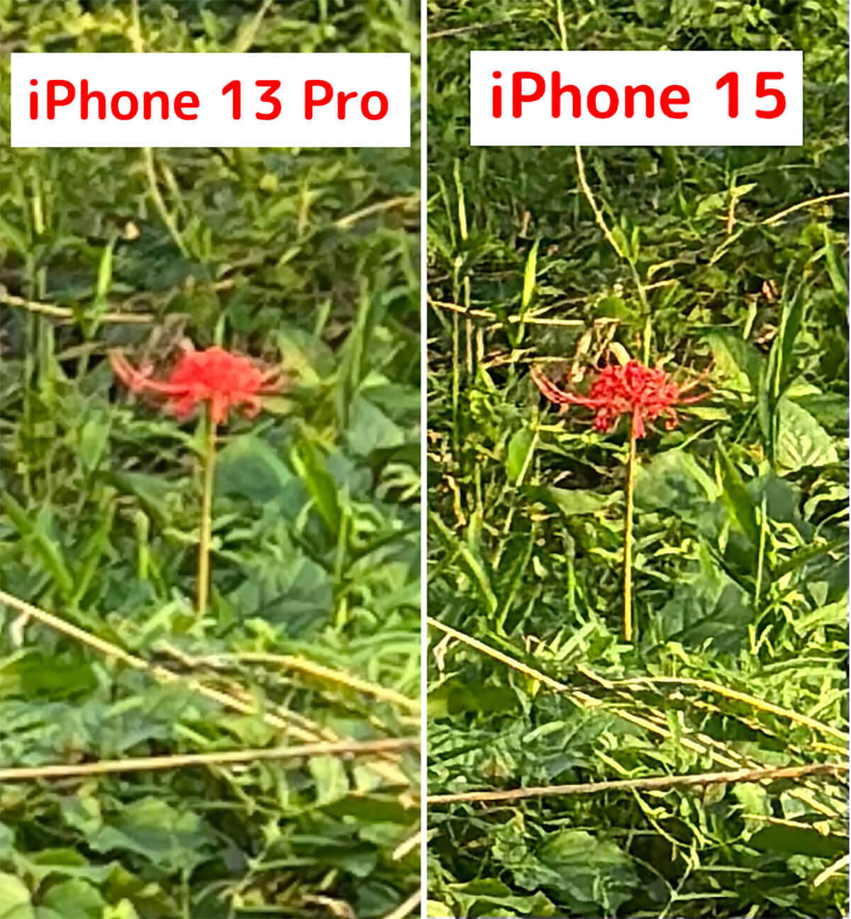 iPhone 13 ProとiPhone 15の「カメラ性能」